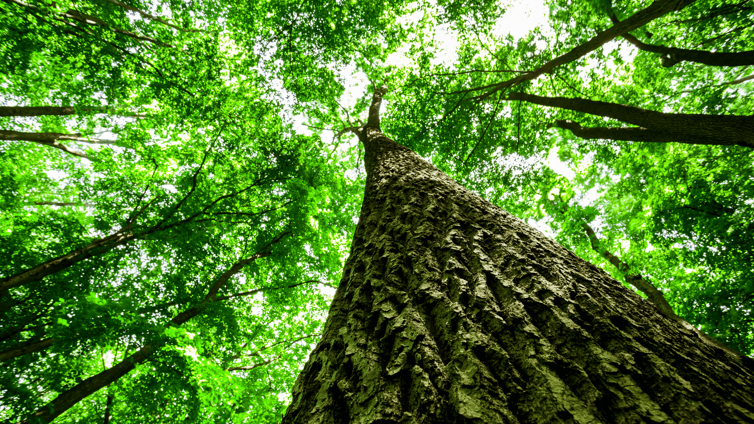 Bild underifrån på trädtoppar med gröna blad